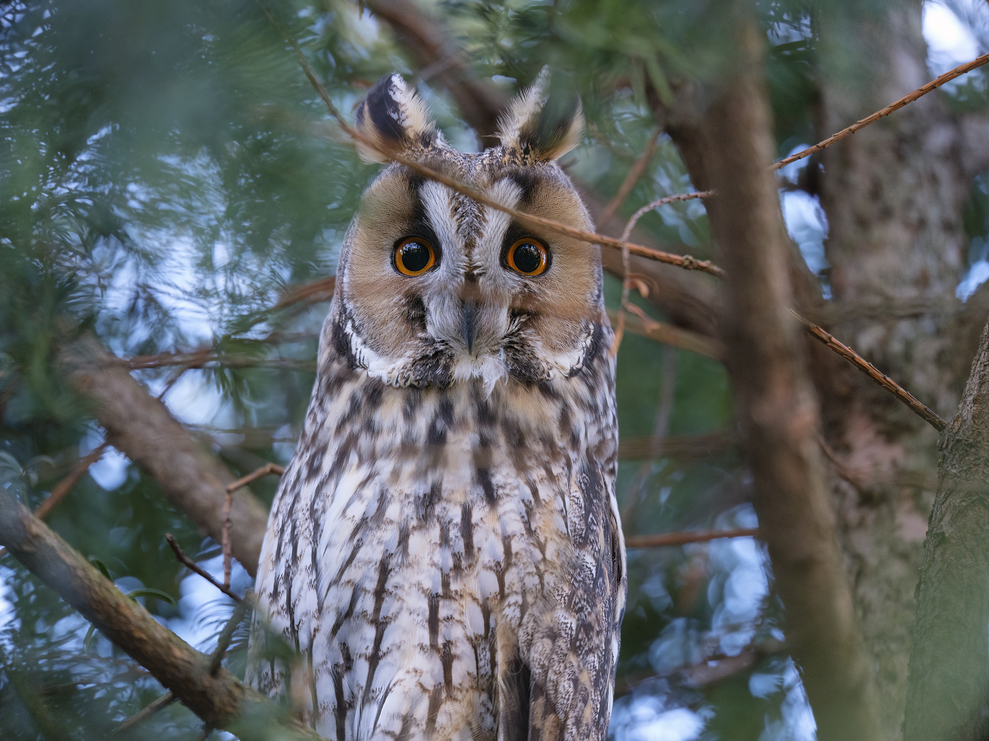 Diese Augen!